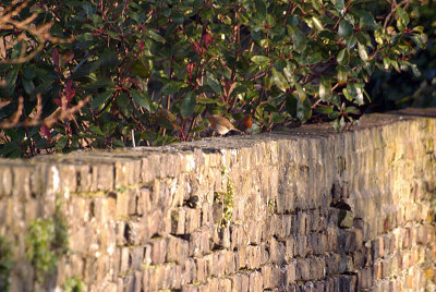 Pair of Robins on a Wall