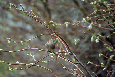 Female Chaffinch on Branches