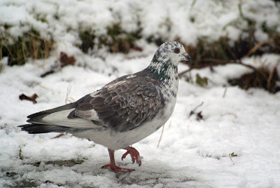 Feral Pigeon in the Snow