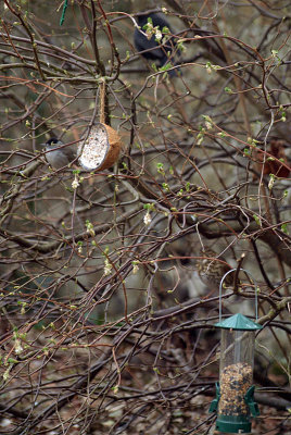 Birds in the Background