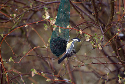 Great Tit on Sunflower Seeds 04