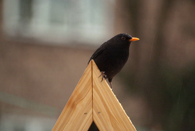 Male Blackbird on Bird Table 02