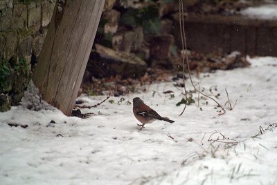 Male Chaffinch in the Snow