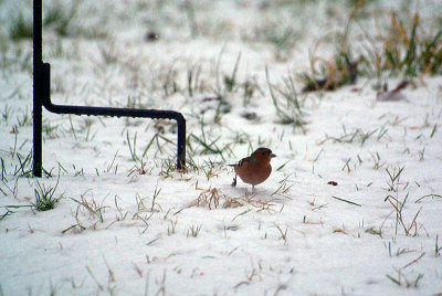 Chaffinch in the Snow 02