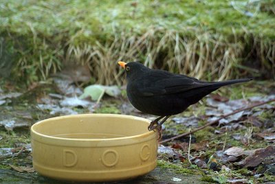 Blackbird on the Dog Bowl 03