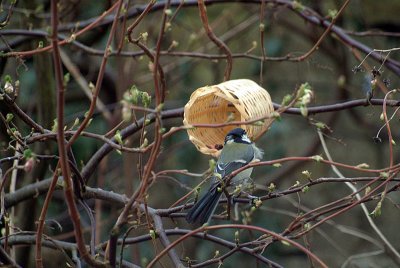 Great Tit Feeding 03