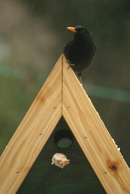 Male Blackbird on Bird Table