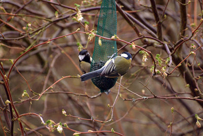 Pair of Great Tits on Sunflower Seeds