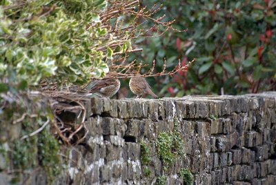 Pair of Thrushes on a Wall