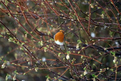 Robin in the Branches 03