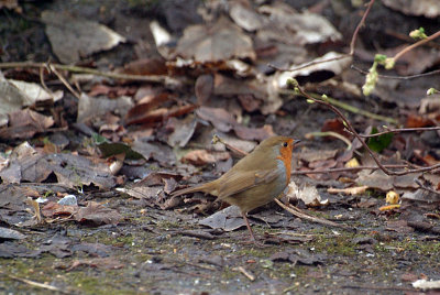 Robin on the Ground 02