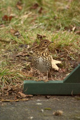 Song Thrush on the Ground