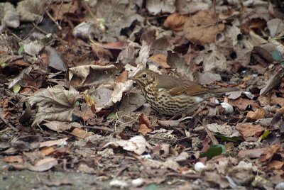 Thrush in the Leaves