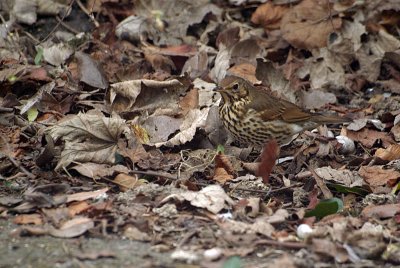 Thrush in the Leaves 02