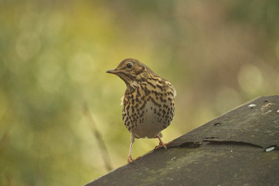 Thrush on Shed Roof 03