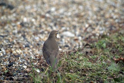 Thrush on Ground from Back