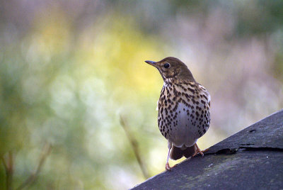 Thrush on Shed Roof