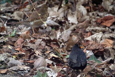 Blackbird and Song Thrush in Fallen Leaves