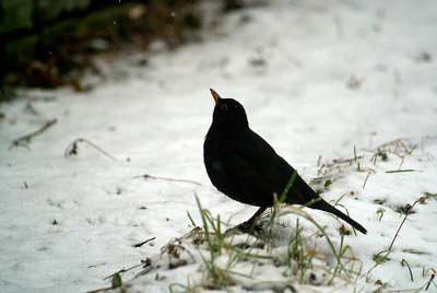 Blackbird in Snow 02