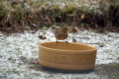 Female Chaffinch on Dog Bowl