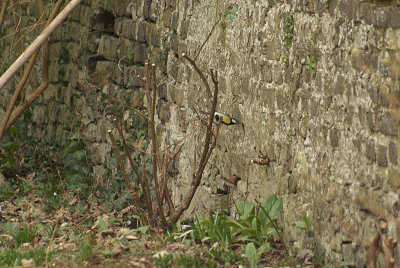 Great Tit Feeding from Wall