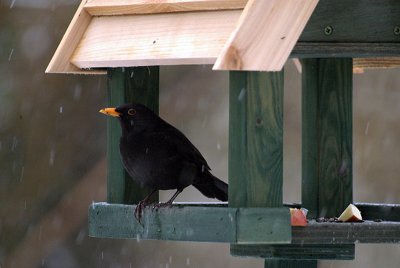 Male Blackbird on Bird Table 03