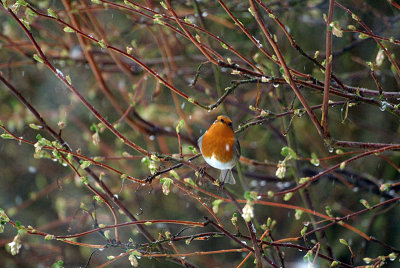 Robin in the Branches 04