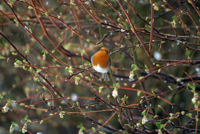 Robin in the Branches 05