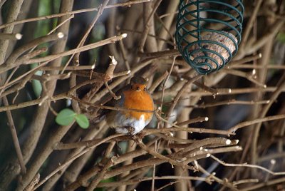 Robin in the Branches 06