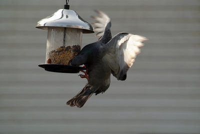 Pigeon at the Seed Feeder 04.jpg