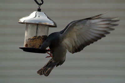 Pigeon at the Seed Feeder 05.jpg