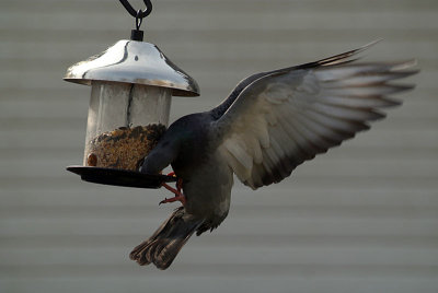 Feral Pigeons