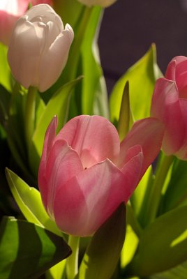 Tulips in March 01.jpg