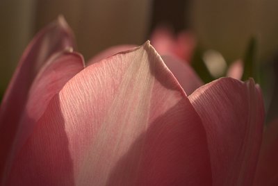 Tulips in March 06.jpg