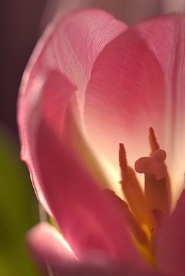 Tulips in March 11.jpg