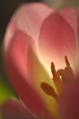 Tulips in March 12.jpg