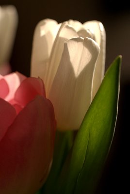 Tulips in March 13.jpg