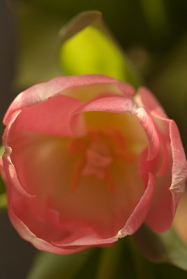 Tulips in March 14.jpg