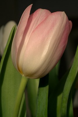 Tulips in March 21.jpg