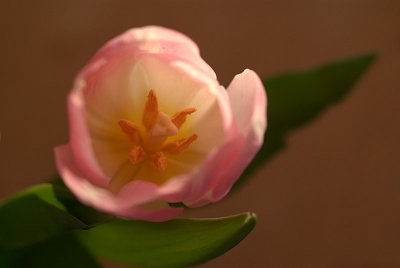 Tulips in March 25.jpg