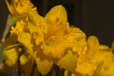 Daffodils in March 03