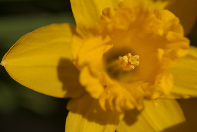 Daffodils in March 04
