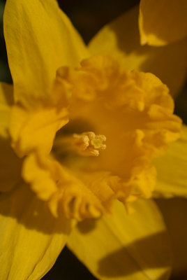 Daffodils in March 05