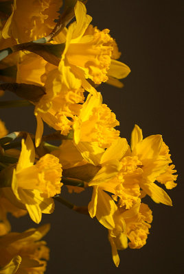 Daffodils in March 06