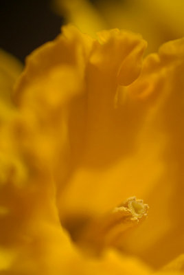 Daffodils in March 07