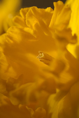 Daffodils in March 08