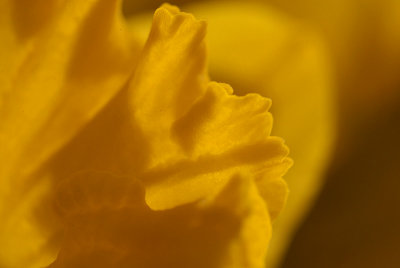 Daffodils in March 13