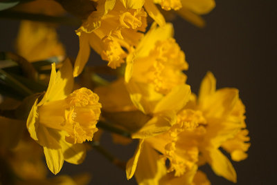 Daffodils in March 19