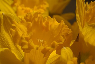 Daffodils in March 21