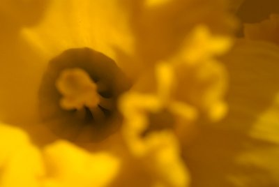 Daffodils in March 22